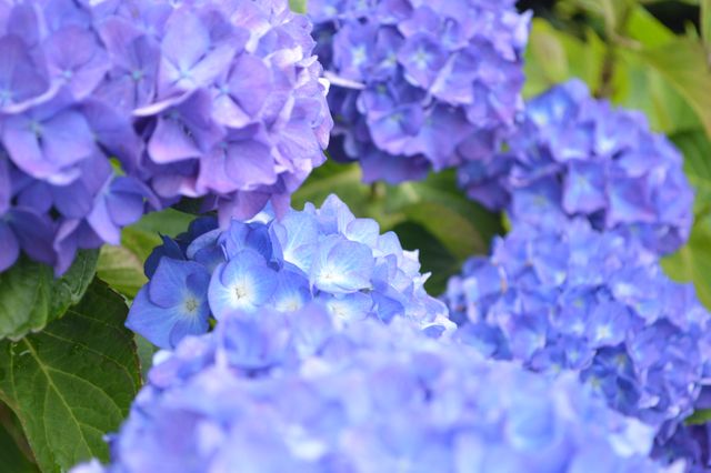 Close up of purple hydrangea blooming outdoors - Download Free Stock Photos Pikwizard.com