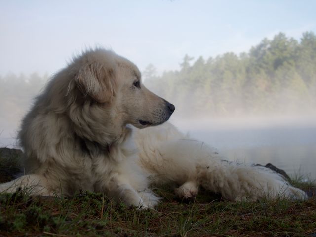 Dog Great pyrenees Canine - Download Free Stock Photos Pikwizard.com