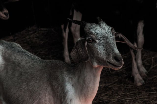Hound Goat Hunting dog - Download Free Stock Photos Pikwizard.com
