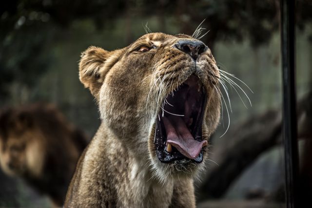 a lion yawning - Download Free Stock Photos Pikwizard.com
