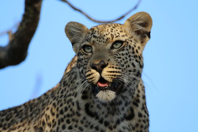 Leopard Fur Big cat - Download Free Stock Photos Pikwizard.com
