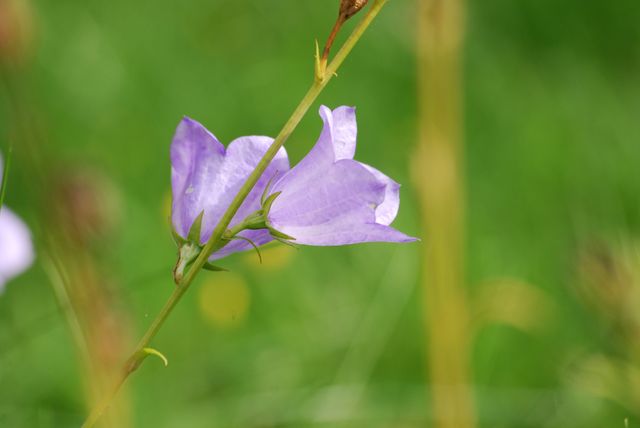 Flower bloom violet delicate - Download Free Stock Photos Pikwizard.com