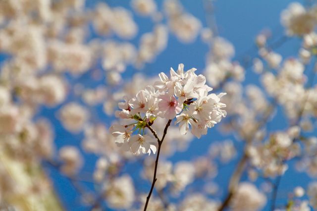 April Flower Pollen - Download Free Stock Photos Pikwizard.com