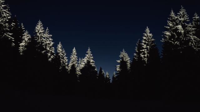 Pine Trees Covered by Snow during Night Time - Download Free Stock Photos Pikwizard.com