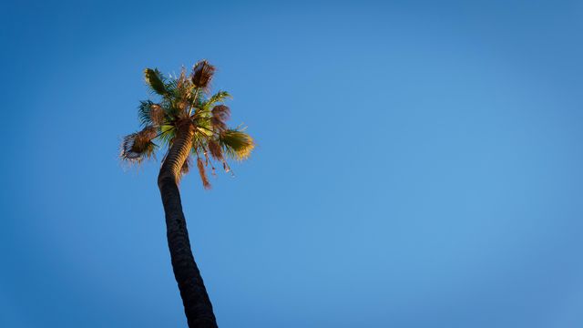 Low Angle View of Palm Tree Against Clear Blue Sky - Download Free Stock Photos Pikwizard.com