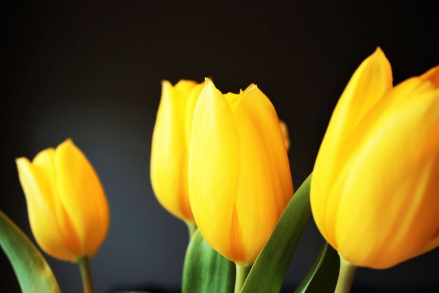 Tulip yellow tulip flowers nature - Download Free Stock Photos Pikwizard.com