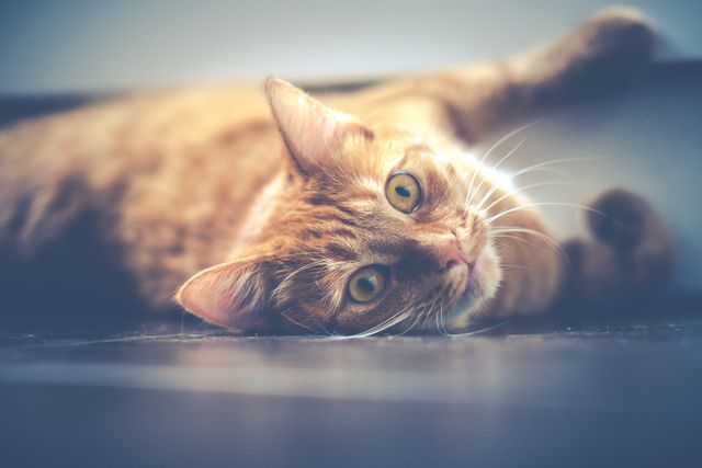 a cat laying on the floor - Download Free Stock Photos Pikwizard.com