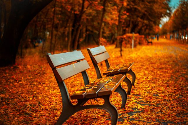 Beautiful view of Autumn leaves fallen on the benches in the park. Autumn season concept 