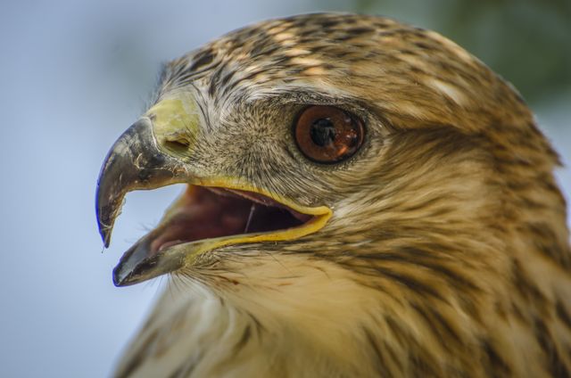 Animal animal portrait bird falcon - Download Free Stock Photos Pikwizard.com