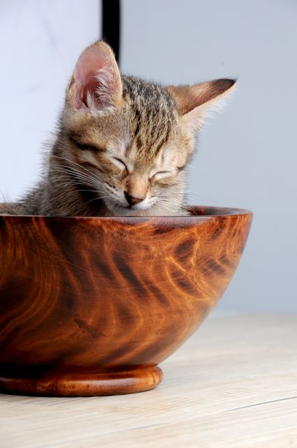 Cat cat bowl doze pet - Download Free Stock Photos Pikwizard.com
