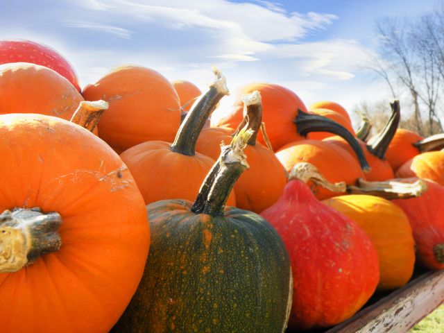 Autumn gourds pumpkins pumpkins ands gourds - Download Free Stock Photos Pikwizard.com