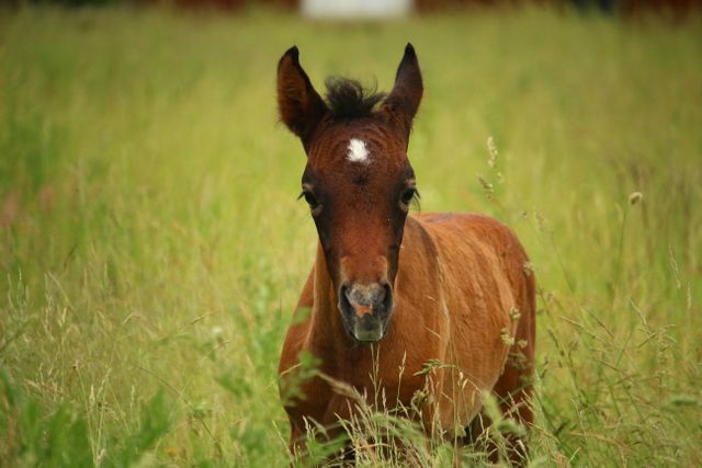 a foal in a field - Download Free Stock Photos Pikwizard.com