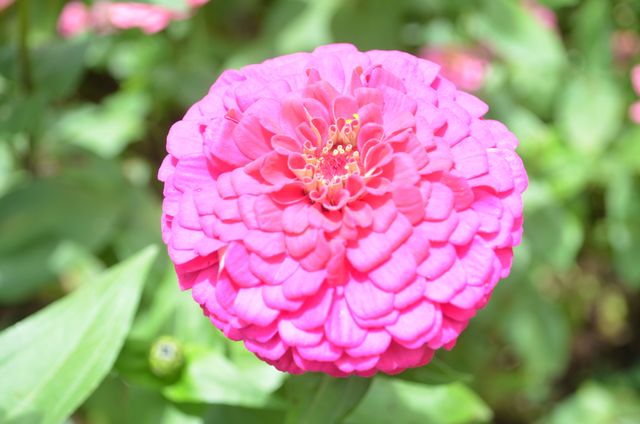 Rose Pink Flower - Download Free Stock Photos Pikwizard.com