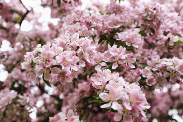 a tree with pink flowers - Download Free Stock Photos Pikwizard.com