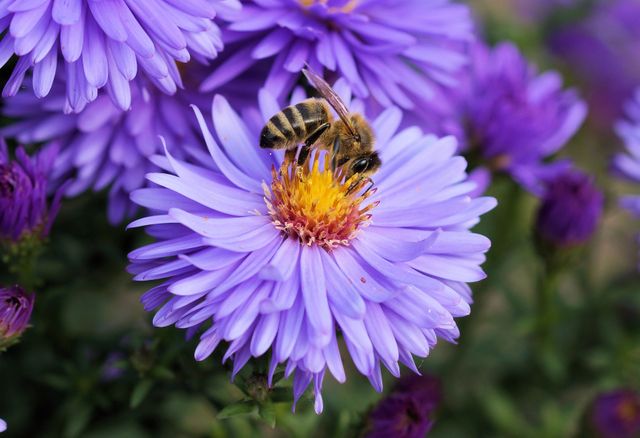 Close Up Photo of Bee on Top of Purple Flower - Download Free Stock Photos Pikwizard.com