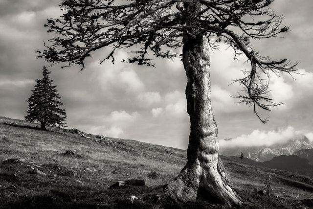Black and white image of trees on the mountains. Nature and ecology concept