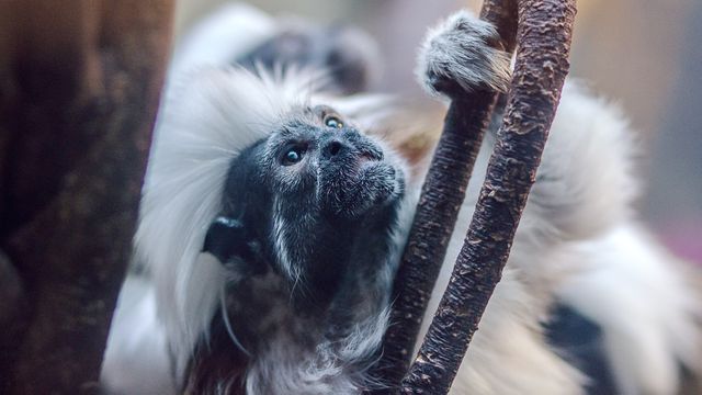 Monkey Primate Marmoset - Download Free Stock Photos Pikwizard.com