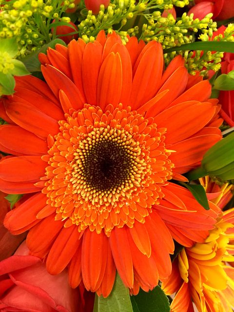 Orange and Black Petaled Flower in a Close Up Photography during Daytime - Download Free Stock Photos Pikwizard.com