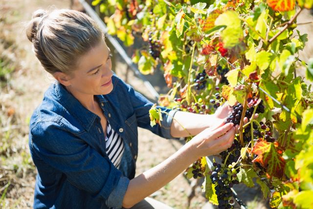 Female vintner examining grapes in vineyard - Download Free Stock Photos Pikwizard.com