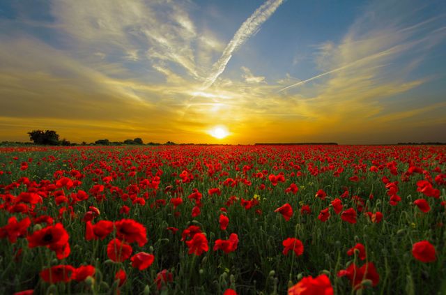Red Cluster Petal Flower Field during Sunset - Download Free Stock Photos Pikwizard.com