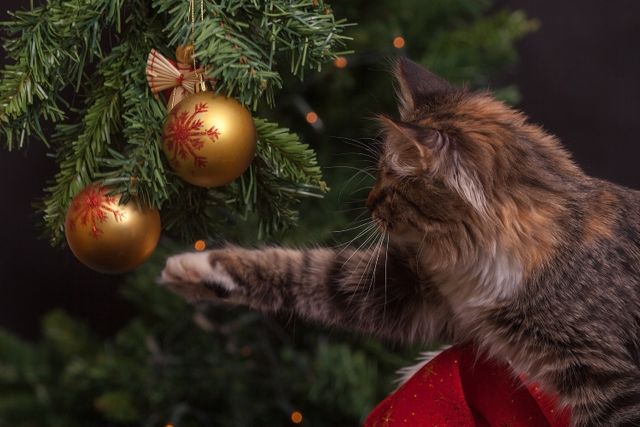 a cat playing with christmas ornaments - Download Free Stock Photos Pikwizard.com