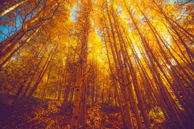 a forest with yellow trees - Download Free Stock Photos Pikwizard.com