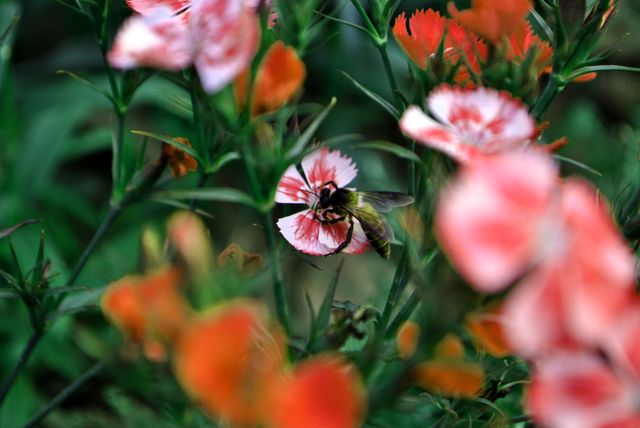 Flowers garden bee pink flowers - Download Free Stock Photos Pikwizard.com