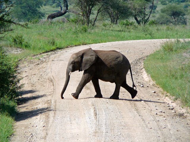 Africa animal elephant path - Download Free Stock Photos Pikwizard.com