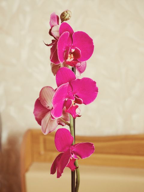 Flower Orchid Pink - Download Free Stock Photos Pikwizard.com