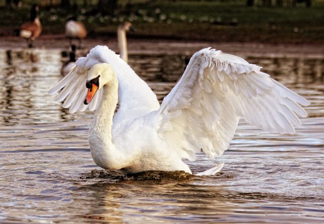 White Swan - Download Free Stock Photos Pikwizard.com