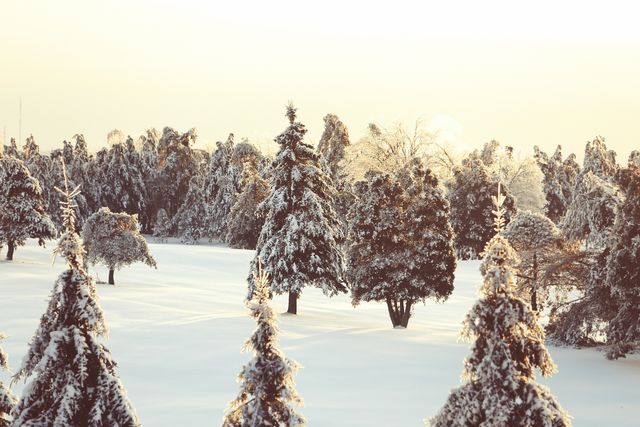 Winter snow trees- Download Free Stock Photos Pikwizard.com