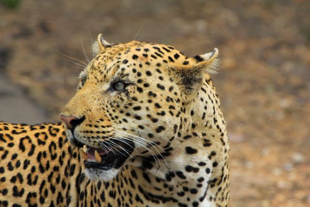 Animal big cat close up leopard - Download Free Stock Photos Pikwizard.com