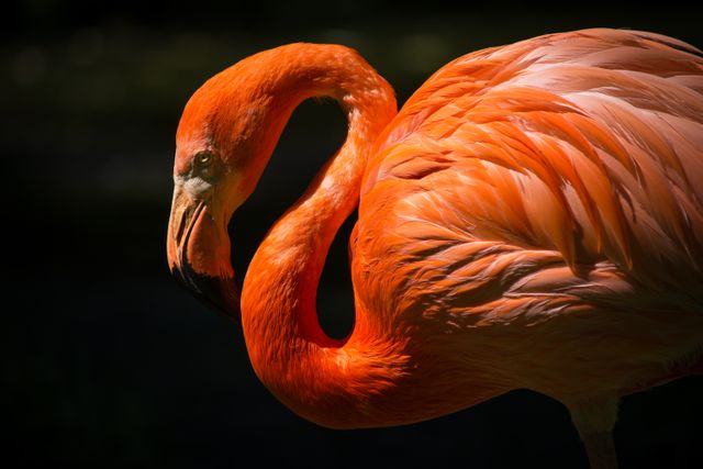 Wading bird Aquatic bird Flamingo - Download Free Stock Photos Pikwizard.com