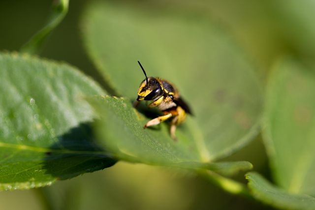 Yellow Black Bee on Green Leaf - Download Free Stock Photos Pikwizard.com