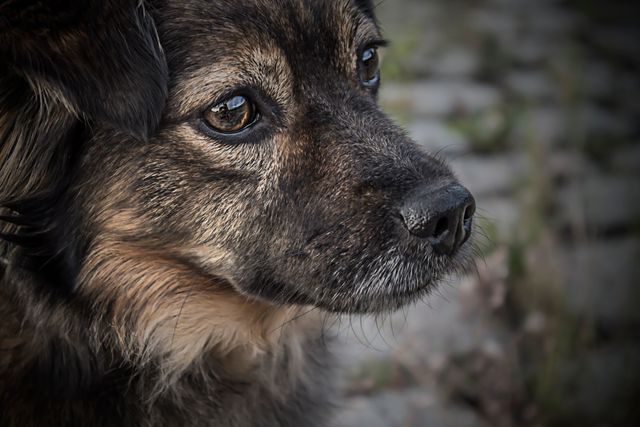 Norwegian elkhound Hound Hunting dog - Download Free Stock Photos Pikwizard.com