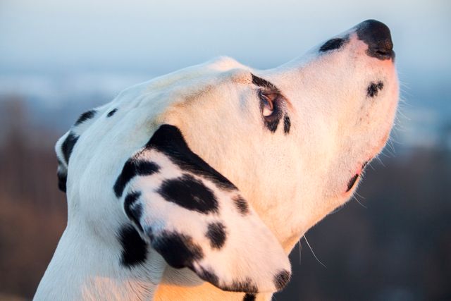 Dalmatian Dog Domestic animal - Download Free Stock Photos Pikwizard.com
