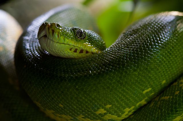 Green Snake - Download Free Stock Photos Pikwizard.com