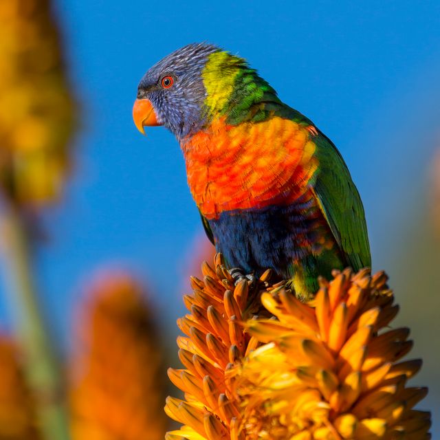 Blue Orange and Green Bird on Yellow Flower - Download Free Stock Photos Pikwizard.com