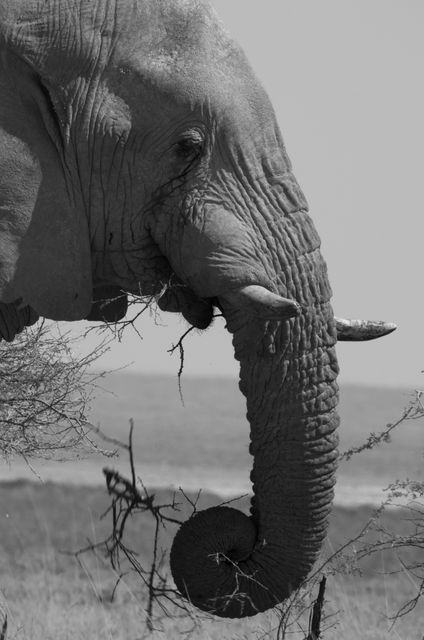 Africa black and white elephant etosha - Download Free Stock Photos Pikwizard.com
