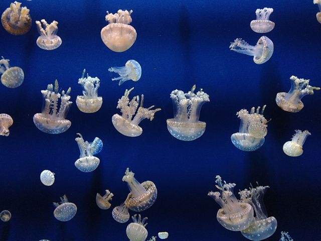 Jellyfish Invertebrate Light - Download Free Stock Photos Pikwizard.com
