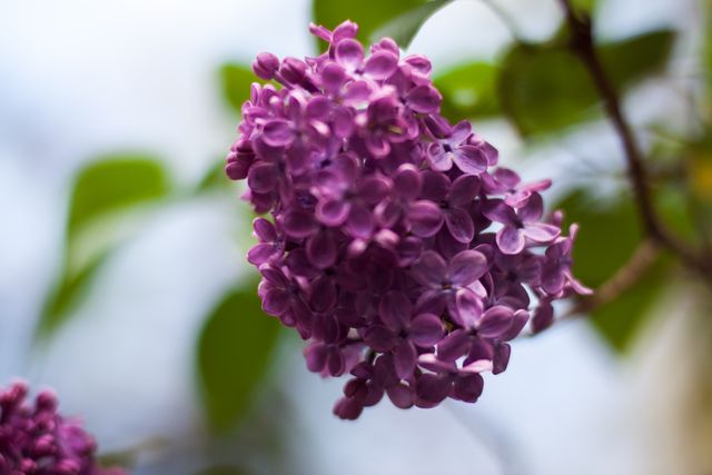 Close-up of Purple Flowers - Download Free Stock Photos Pikwizard.com