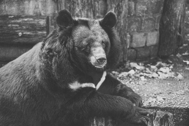 Black and White Photo Of Bear on Wood - Download Free Stock Photos Pikwizard.com