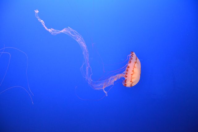 Jellyfish aquarium sealife sea - Download Free Stock Photos Pikwizard.com