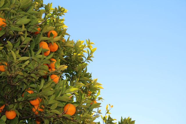 Oranges fruits tree- Download Free Stock Photos Pikwizard.com