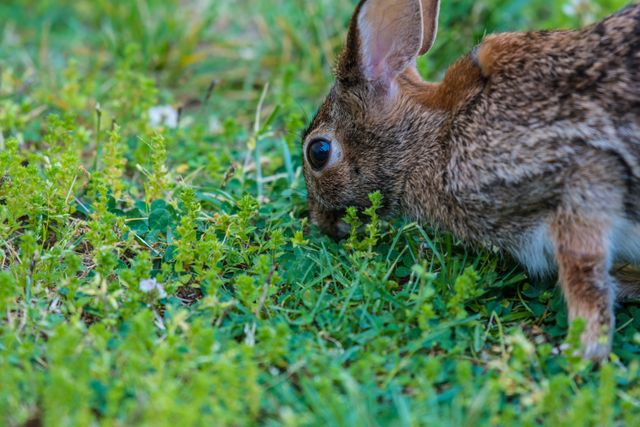 a rabbit eating grass - Download Free Stock Photos Pikwizard.com