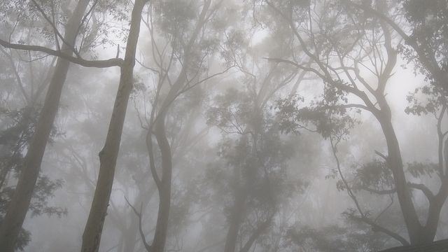 Foggy Forest - Download Free Stock Photos Pikwizard.com