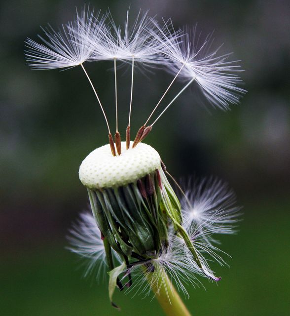 Close Up Photography of White Dandelion Seed - Download Free Stock Photos Pikwizard.com