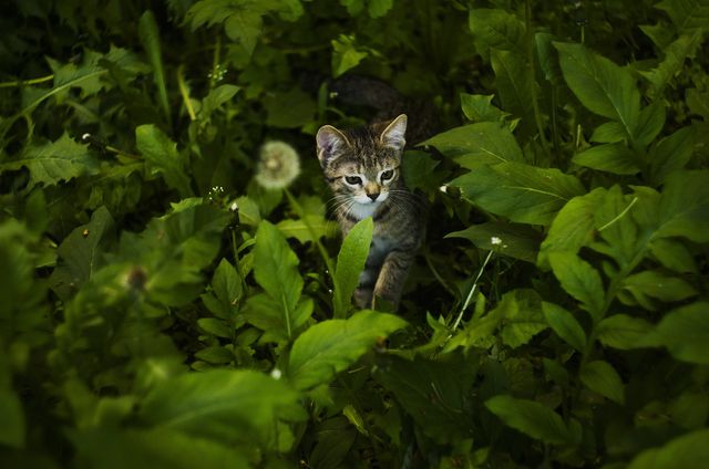 a kitten in the grass - Download Free Stock Photos Pikwizard.com