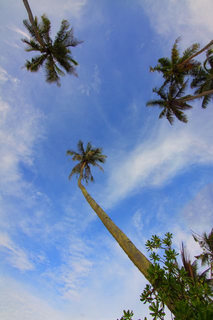 Coconut tree hobby landscape - Download Free Stock Photos Pikwizard.com