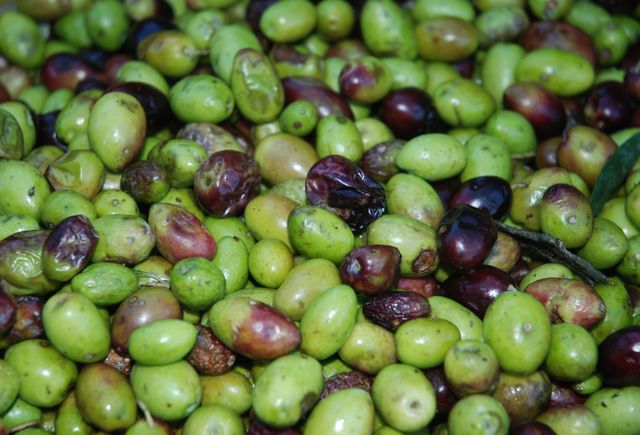 Olive Fruit Grape - Download Free Stock Photos Pikwizard.com